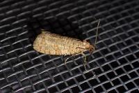 Isotrias stramentana