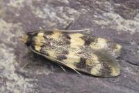 Oegoconia caradjai