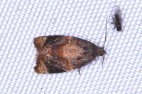 Ditula angustiorana