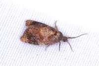 Ditula angustiorana