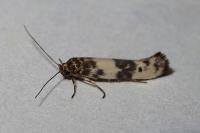 Enolmis acanthella