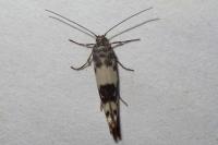 Enolmis acanthella