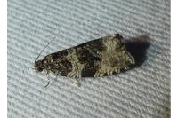 Orthotaenia undulana