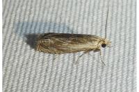 Eucosma