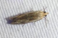 Eucosma