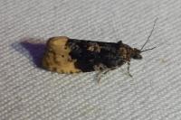 Hedya ochroleucana