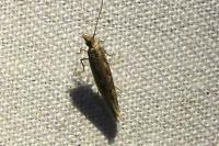 Plutella xylostella