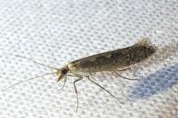 Plutella xylostella