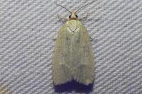 Tortrix viridana