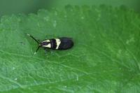 Dasycera oliviella