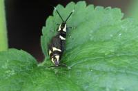 Dasycera oliviella