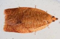 Cacoecimorpha pronubana