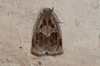 Archips crataegana