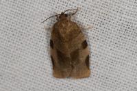 Choristoneura hebenstreitella