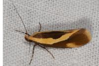 Harpella forficella