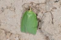 Tortrix viridana