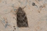 Cnephasia
