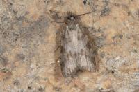 Cnephasia