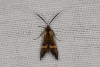 Nemophora degeerella