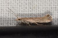 Plutella xylostella