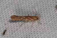 Pyroderces argyrogrammos