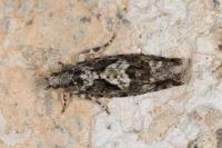 Zeiraphera isertana