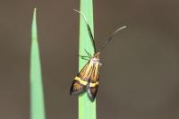Nemophora degeerella