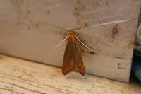 Eurodachtha pallicornella