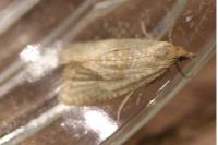 Celypha rufana