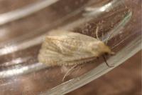 Celypha rufana