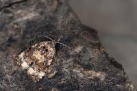 Endothenia