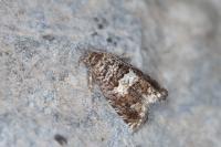 Epiblema costipunctana