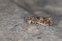 Epiblema costipunctana