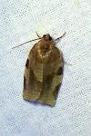 Choristoneura hebenstreitella