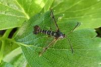 Synanthedon conopiformis