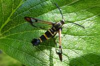 Synanthedon conopiformis
