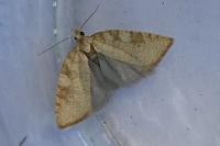 Aleimma loeflingiana