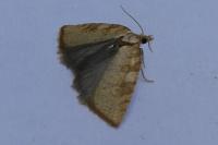 Aleimma loeflingiana