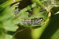Depressaria daucella