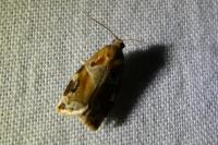 Archips xylosteana