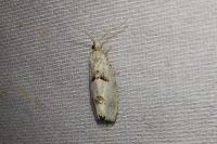 Epinotia bilunana