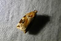 Archips xylosteana