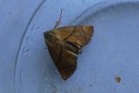 Apoda limacodes
