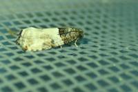 Gypsonoma aceriana