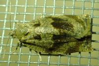 Archips crataegana