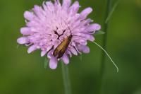 Nemophora metallica