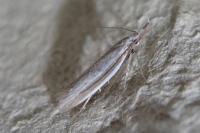 Pleurota ericella
