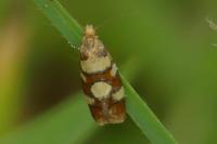 Aethes tesserana