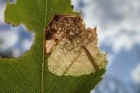 Eriocrania sparrmannella