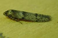 Blastobasis phycidella